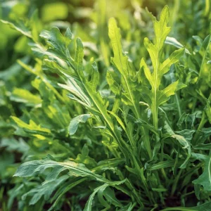 Wild Rocket Arugula Seeds - 300 Slow-Bolt Heirloom Leafy Green - Image 4