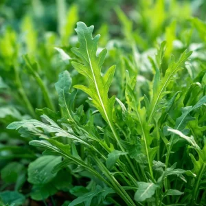 Wild Rocket Arugula Seeds - 300 Slow-Bolt Heirloom Leafy Green - Image 6