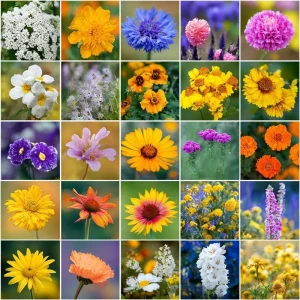 Wildflower Seeds Dry Land Mix - 1000 Drought Tolerant Seeds for Arid Gardens - Image 2