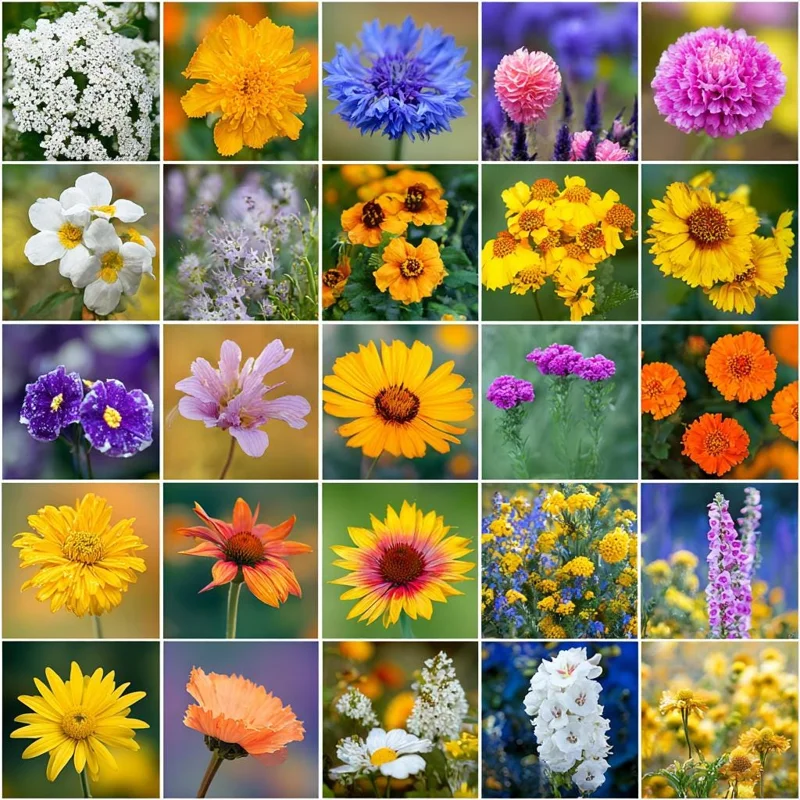 Wildflower Seeds Dry Land Mix - 1000 Drought Tolerant Seeds for Arid Gardens - Image 2