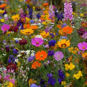 Wildflower Seeds Dry Land Mix - 1000 Drought Tolerant Seeds for Arid Gardens - Image 3