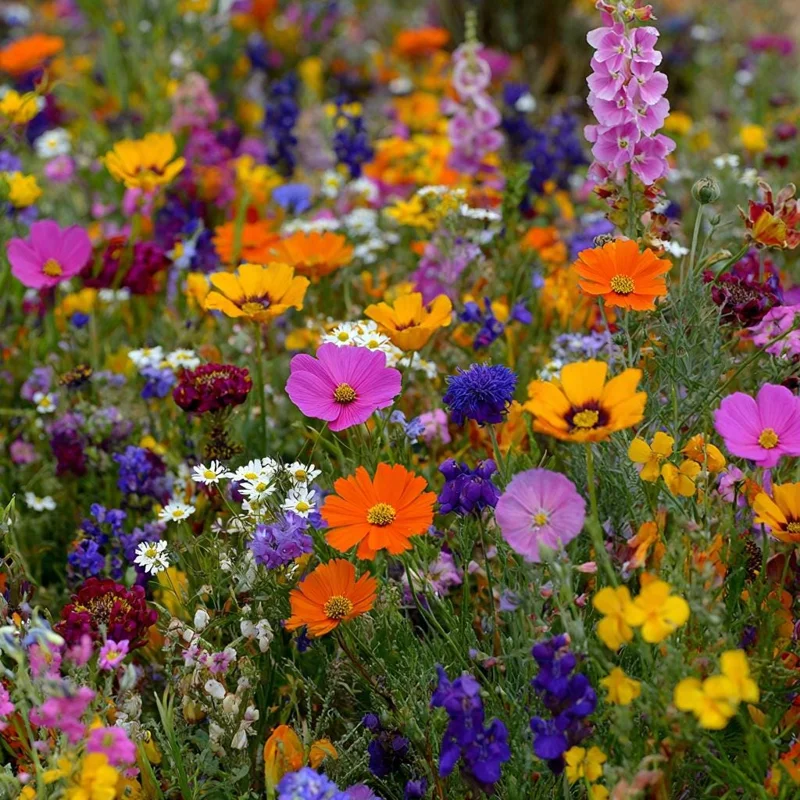 Wildflower Seeds Dry Land Mix - 1000 Drought Tolerant Seeds for Arid Gardens - Image 3
