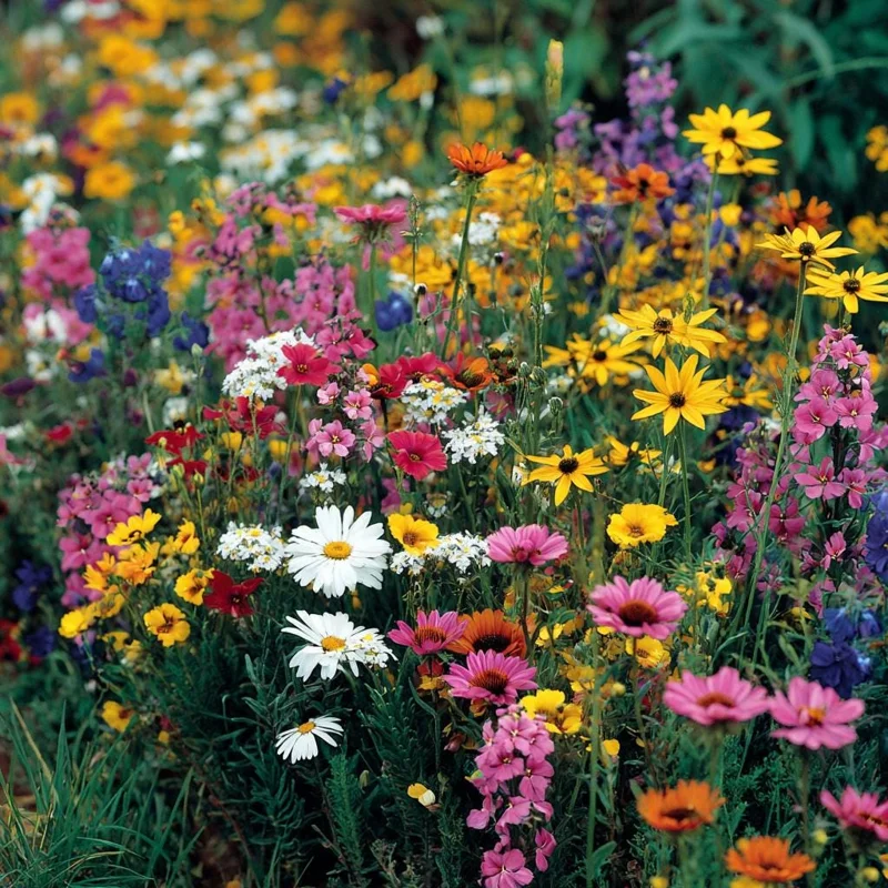 Wildflower Seeds Dry Land Mix - 1000 Drought Tolerant Seeds for Arid Gardens - Image 1