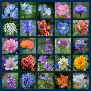 Wildflower Seeds Partial Shade Mix - 1000 Seeds for Pollinators, USDA Zones 2-9 - Image 2