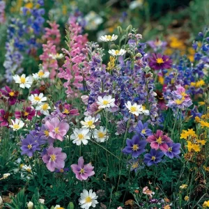 Wildflower Seeds Partial Shade Mix - 1000 Seeds for Pollinators, USDA Zones 2-9 - Image 1