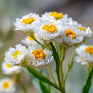 Winged Everlasting Seeds (Ammobium alatum) - 100 Seeds for Dried Flowers - Image 2