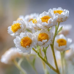 Winged Everlasting Seeds (Ammobium alatum) - 100 Seeds for Dried Flowers - Image 5