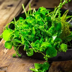 Winter Purslane Seeds 100 Count - Miner's Lettuce Heirloom Cold-Hardy Greens - Image 2