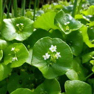 Winter Purslane Seeds 100 Count - Miner's Lettuce Heirloom Cold-Hardy Greens - Image 3