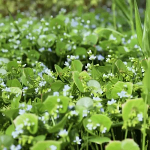 Winter Purslane Seeds 100 Count - Miner's Lettuce Heirloom Cold-Hardy Greens - Image 4