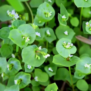 Winter Purslane Seeds 100 Count - Miner's Lettuce Heirloom Cold-Hardy Greens - Image 1