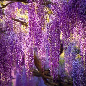Wisteria Seeds - 5 Pack Fragrant Climbing Vine for Outdoor Gardens - Image 2