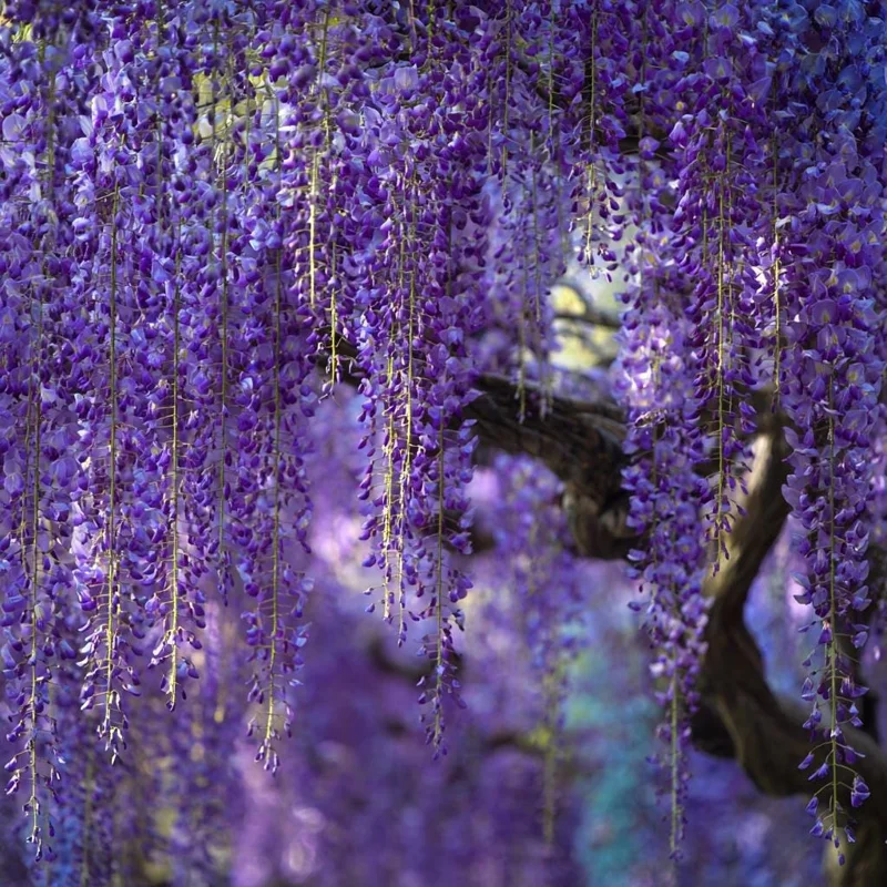 Wisteria Seeds - 5 Pack Fragrant Climbing Vine for Outdoor Gardens - Image 3