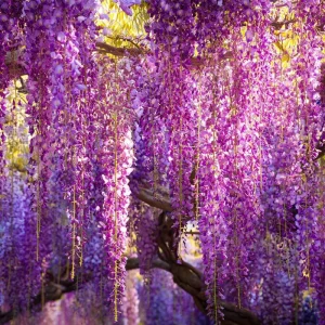 Wisteria Seeds - 5 Pack Fragrant Climbing Vine for Outdoor Gardens - Image 4