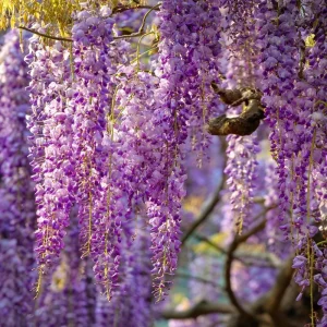 Wisteria Seeds - 5 Pack Fragrant Climbing Vine for Outdoor Gardens - Image 1