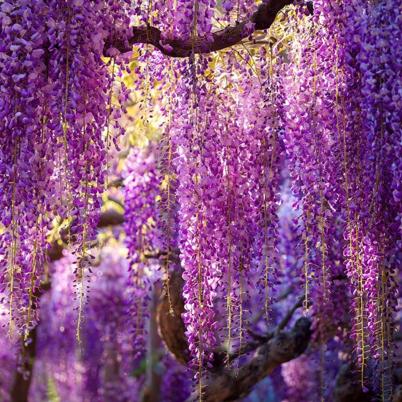 Wisteria Seeds - 5 Pack Fragrant Climbing Vine for Outdoor Gardens - Image 5