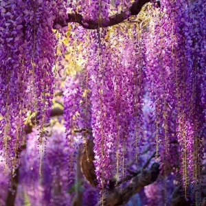 Wisteria Seeds - 5 Pack Fragrant Climbing Vine for Outdoor Gardens - Image 6