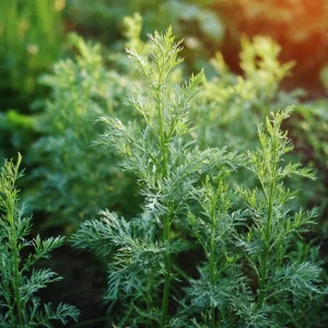 Wormwood Seeds - 100 Heirloom Artemisia absinthium Medicinal & Aromatic Plant Seeds - Image 2