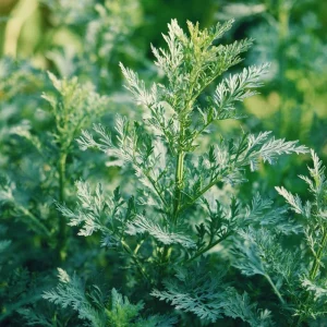 Wormwood Seeds - 100 Heirloom Artemisia absinthium Medicinal & Aromatic Plant Seeds - Image 4