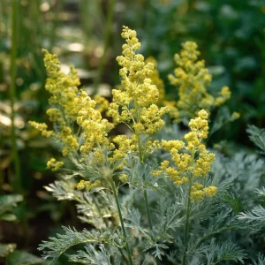 Wormwood Seeds - 100 Heirloom Artemisia absinthium Medicinal & Aromatic Plant Seeds - Image 6