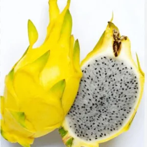 Yellow Dragon Fruit Live Plant – 4in Pot – Exotic Tropical Plant - Image 1