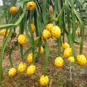 Yellow Dragon Fruit Live Plant - Half Gallon Pot - Pitaya - Image 3