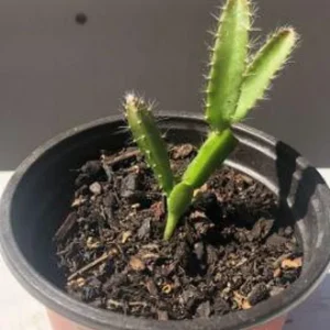 Yellow Dragon Fruit Live Plant - Half Gallon Pot - Pitaya - Image 4