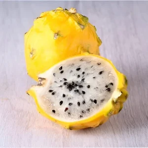 Yellow Dragon Fruit Live Plant - Half Gallon Pot - Pitaya - Image 1