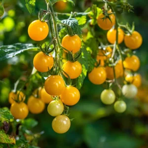 Yellow Gooseberry Tomato Seeds - Sweet Heirloom Cherry Tomato, 25 Seeds, Outdoor - Image 2