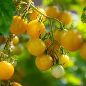 Yellow Gooseberry Tomato Seeds - Sweet Heirloom Cherry Tomato, 25 Seeds, Outdoor - Image 4