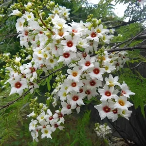 Yellow Horn Tree Seeds - 5 Seeds, Hardy Ornamental, Edible Nuts, Outdoor - Image 2