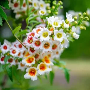 Yellow Horn Tree Seeds - 5 Seeds, Hardy Ornamental, Edible Nuts, Outdoor - Image 3