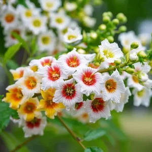 Yellow Horn Tree Seeds - 5 Seeds, Hardy Ornamental, Edible Nuts, Outdoor - Image 5