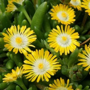 Yellow Ice Plant Live - Delosperma cooperi Ground Cover 4" Pot Outdoor - Image 1
