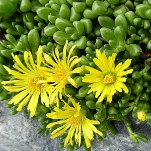 Yellow Ice Plant Live - Delosperma cooperi Ground Cover 4" Pot Outdoor - Image 2