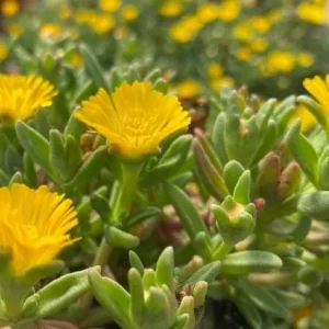 Yellow Ice Plant Live - Delosperma cooperi Ground Cover 4