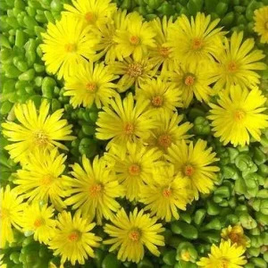 Yellow Ice Plant Live - Delosperma cooperi Ground Cover 4