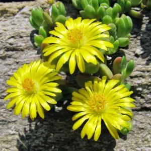 Yellow Ice Plant Live - Delosperma cooperi Ground Cover 4