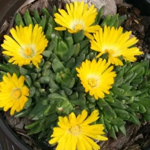 Yellow Ice Plant Live - Delosperma cooperi Ground Cover 4