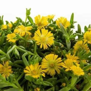 Yellow Ice Plant Live - Delosperma cooperi Ground Cover 4