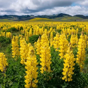 Yellow Lupine Seeds - 50 Count Lupinus densiflorus, Pollinator Friendly, Easy Grow Annual Flower Seeds - Image 2