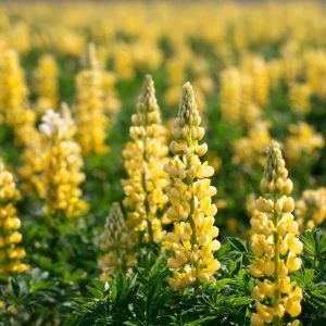 Yellow Lupine Seeds - 50 Count Lupinus densiflorus, Pollinator Friendly, Easy Grow Annual Flower Seeds - Image 3