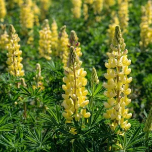 Yellow Lupine Seeds - 50 Count Lupinus densiflorus, Pollinator Friendly, Easy Grow Annual Flower Seeds - Image 4