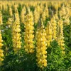 Yellow Lupine Seeds - 50 Count Lupinus densiflorus, Pollinator Friendly, Easy Grow Annual Flower Seeds - Image 1