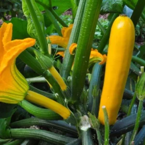 Yellow Squash Live Plant Zucchini Summer 4-6 Inch Tall 4" Pot Outdoor Vegetable - Image 2