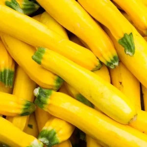 Yellow Squash Live Plant Zucchini Summer 4-6 Inch Tall 4