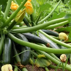 Yellow Squash Live Plant Zucchini Summer 4-6 Inch Tall 4