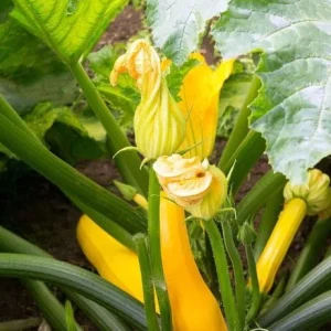 Yellow Squash Live Plant Zucchini Summer 4-6 Inch Tall 4