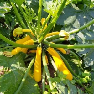 Yellow Squash Live Plant Zucchini Summer 4-6 Inch Tall 4