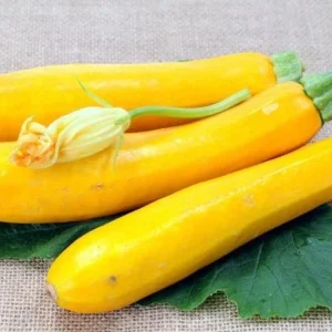 Yellow Squash Live Plant Zucchini Summer 4-6 Inch Tall 4
